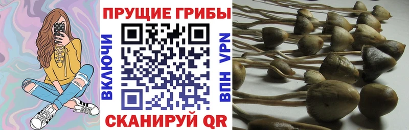 Псилоцибиновые грибы мицелий  маркетплейс какой сайт  Тимашёвск  MEGA онион 